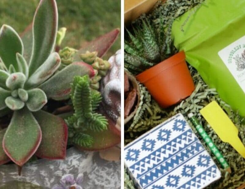 succulent subscription boxes