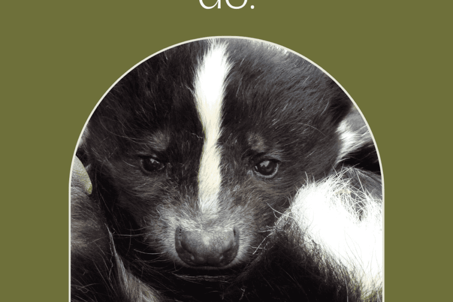 How To Get Rid Of A Skunk