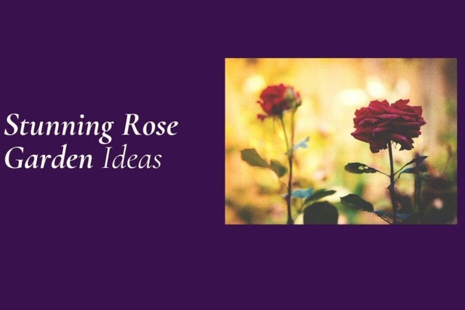 rose garden ideas