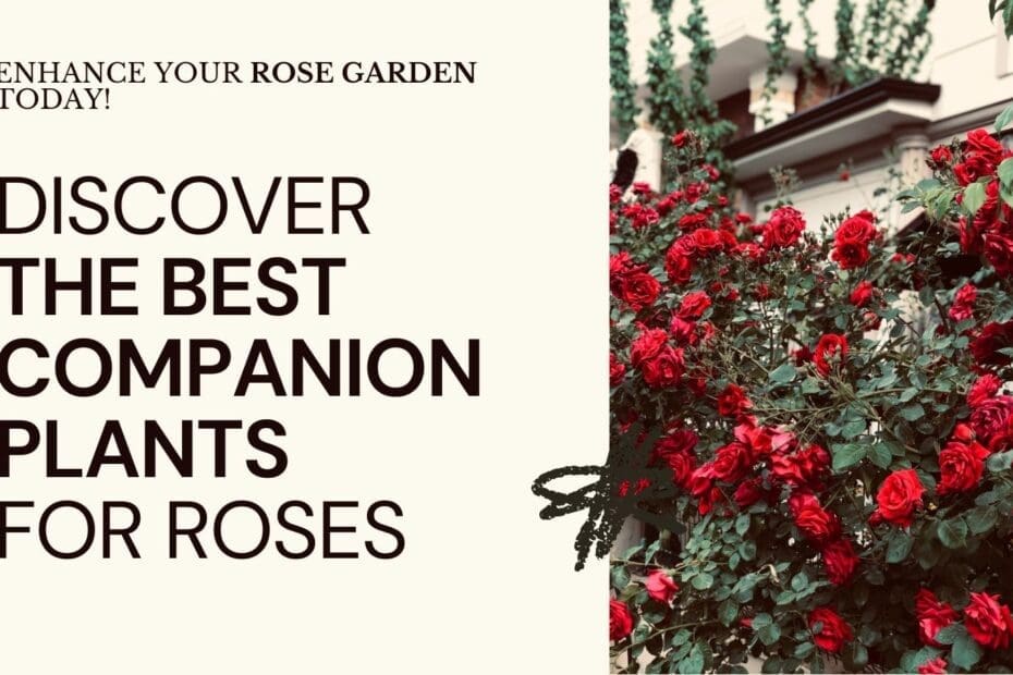 rose garden