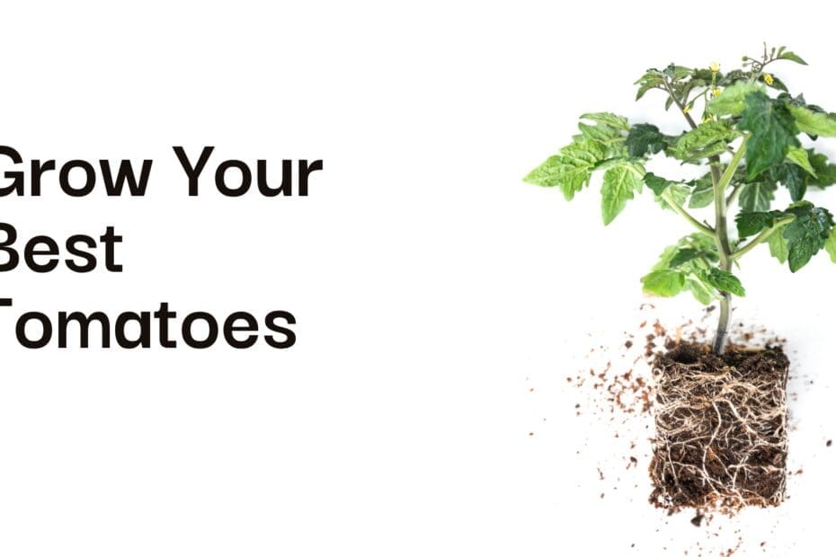 How To Care For Tomato Plants