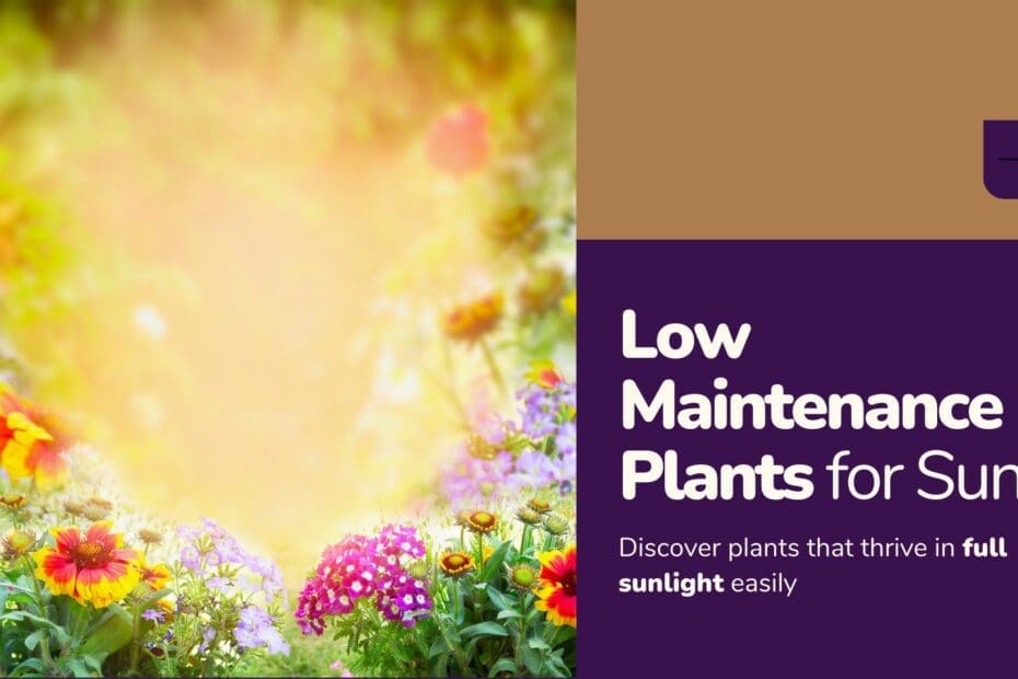 The Best Low Maintenance Plants For Full Sun