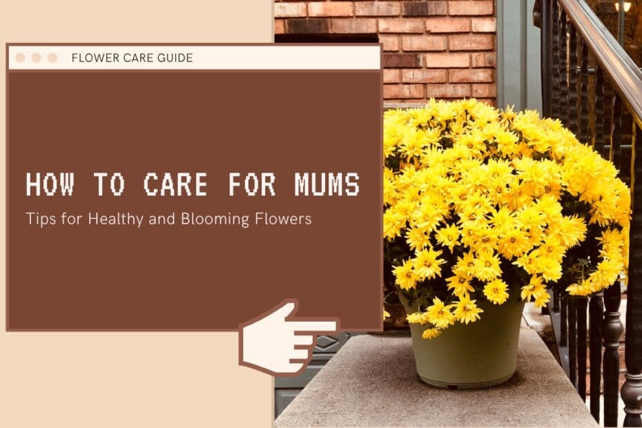 How To Care For Mums