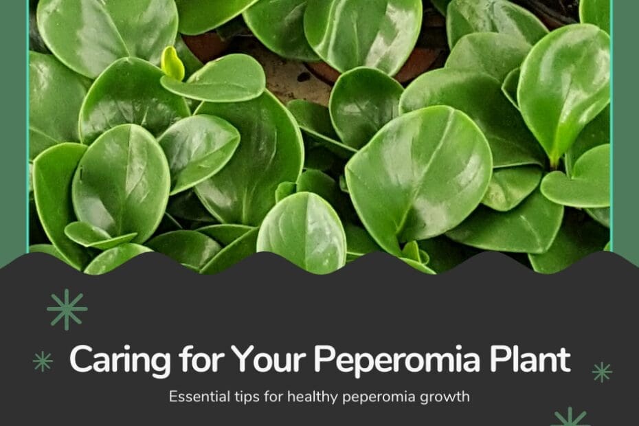 How To Really Care For A Peperomia Plant