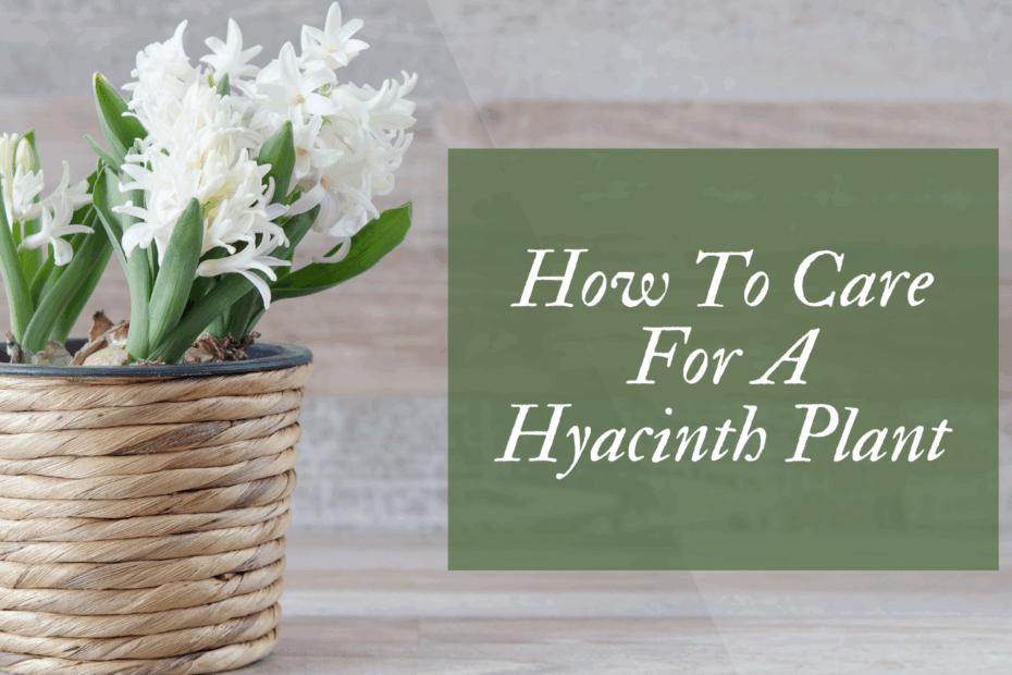 How To Care For A Hyacinth Plant